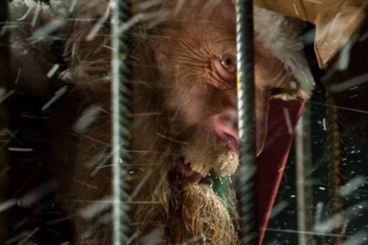 Quando o natal é protagonista (Divulgação)
