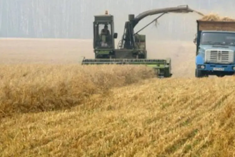 Colheita na Rússia: país prevê importar cereais este ano por causa da seca (.)