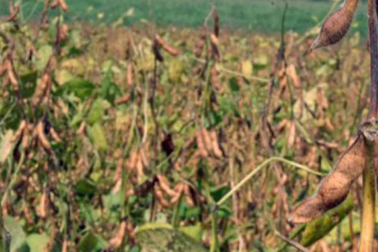 
	A &aacute;rea colhida da soja dever&aacute; passar de 24,9 milh&otilde;es de hectares em 2012 para 26,3 milh&otilde;es de hectares em 2013
 (Carlos Carrion/AFP)