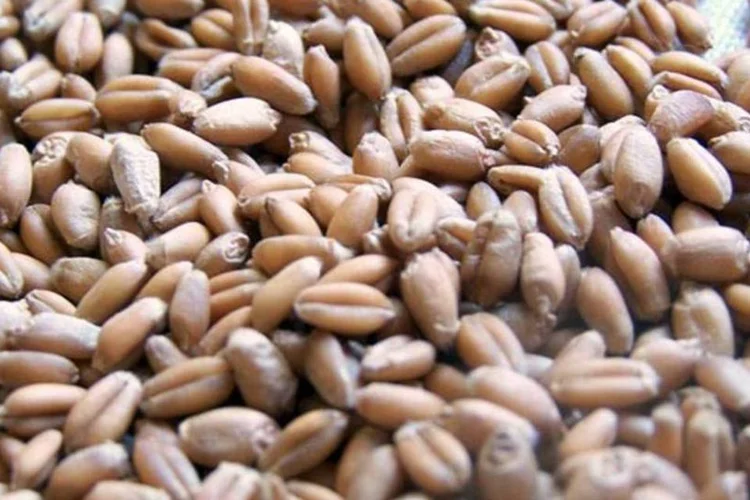 
	Cereais: tempo &eacute;, como explica a FAO em seu relat&oacute;rio, uma das principais causas do decl&iacute;nio da seguran&ccedil;a alimentar
 (Zandland/Wikimedia Commons)