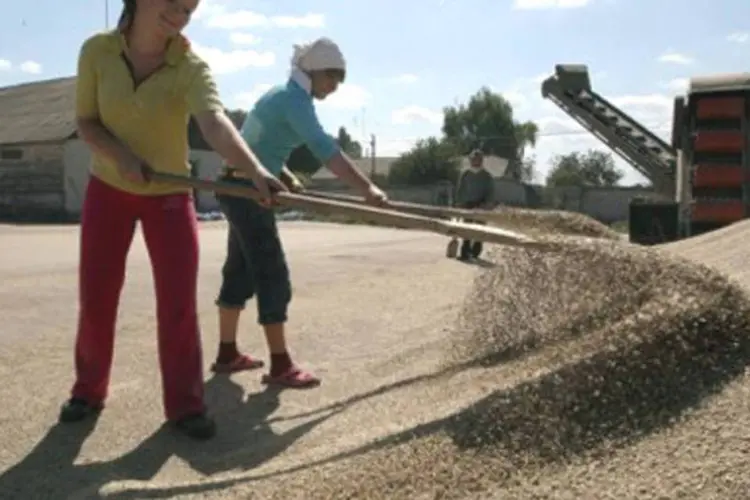 Mulheres varrem grãos após colheita na região de Zhovtneve, em Chernigov, na Ucrânia (.)