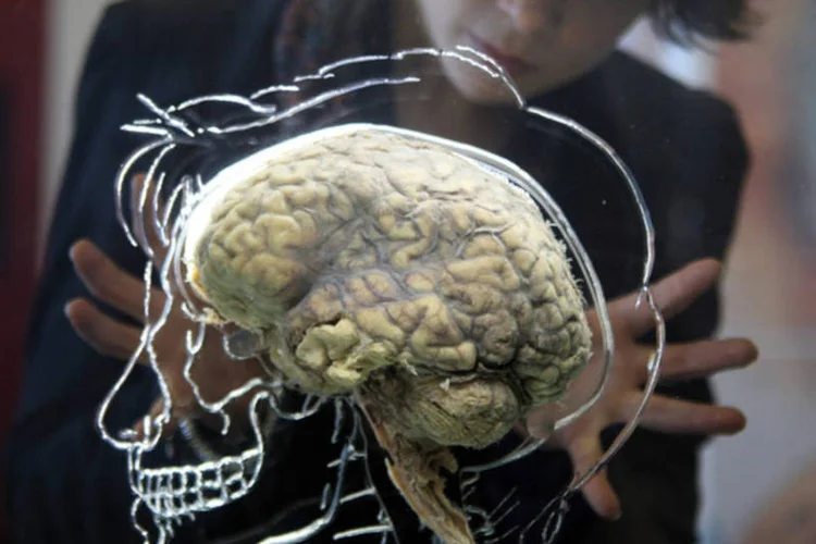 Neurociência: o médico comparou o processo ao regeneração da cauda da lagartixa (Matt Cardy/Getty Images)