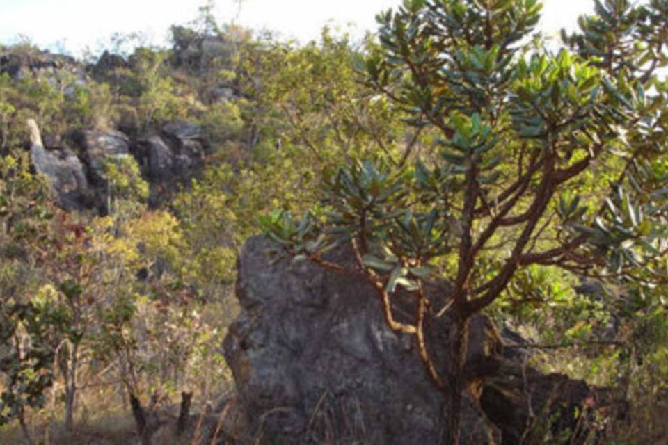 Governo lança plano para reduzir queimadas no Cerrado