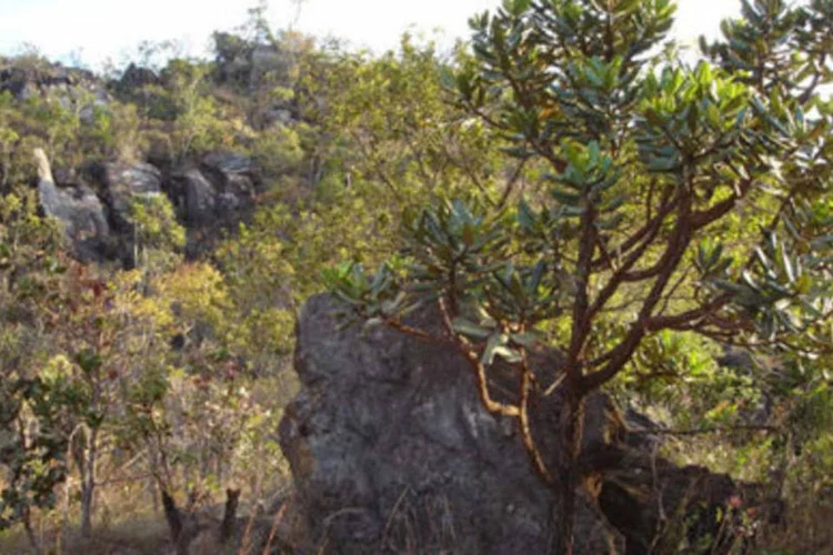 Ao todo, já foi devastado 48,3% da área original do cerrado (Wikimedia Commons)