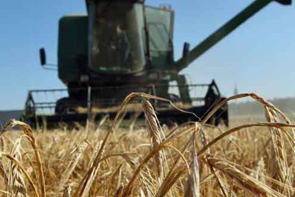 Strategie Grains corta previsão de produções agrícolas na UE