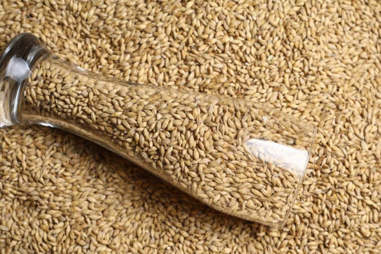 Cevada é um alimento funcional que traz vários benefícios à saúde (até mesmo quando "transformada" em cerveja), de acordo com nutricionista (Thinkstock)