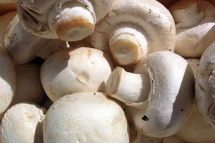 Champignon de Paris: A variedade de produtos da Cogumelos Brasilienses, empresa de Gilsérigo, inclui o champignon de Paris, muito consumido no Brasil (Wikimedia Commons)