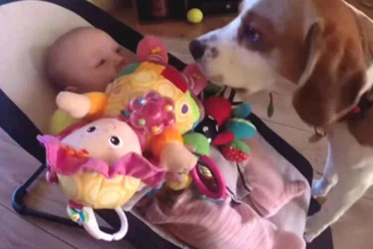 Cachorro dando brinquedos a criança: aos 1:17 do vídeo, podemos ver um pedido de desculpas (Reprodução/YouTube)
