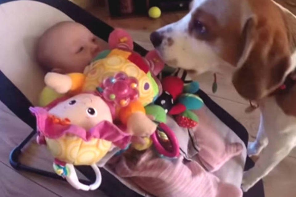 Cachorro rouba brinquedo de bebê e pede desculpas