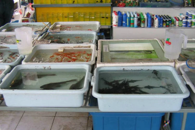 Um dos principais centros do comércio de animais de espécies ameaçadas de extinção fica no popular mercado de Chatuchak, em Bangcoc (Wikimedia Commons)