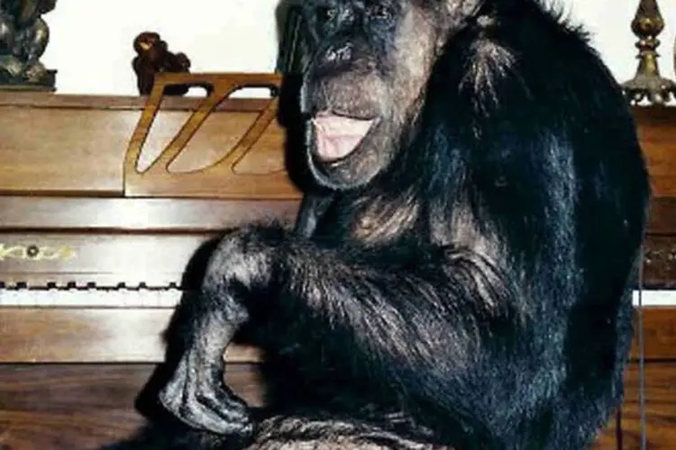 Chita, o macaco que morreu no dia 28 de dezembro na Flórida, assumiu o estrelato do que, na realidade, foi um trabalho conjunto (Wikimedia Commons)