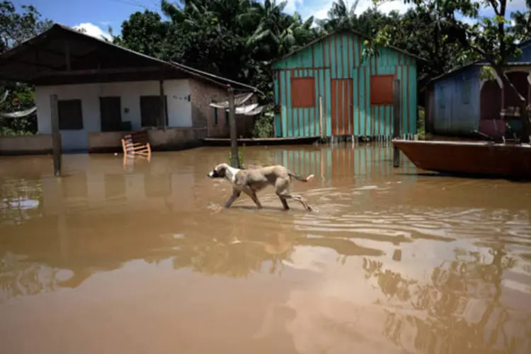 
	Cachorro em rua alagada de Rond&ocirc;nia: outro agravante da enchente do Rio Madeira &eacute; o n&uacute;mero de animais mortos que est&atilde;o descendo o rio desde a Bol&iacute;via, o que aumenta a contamina&ccedil;&atilde;o da &aacute;gua
 (Lunae Parracho / Greenpeace)