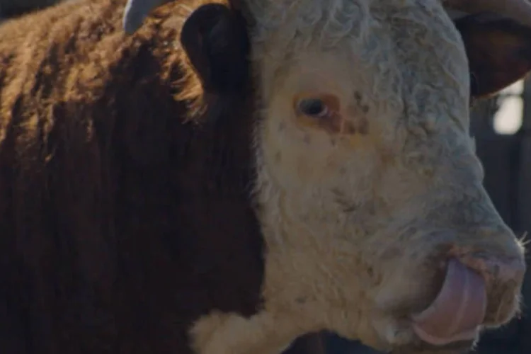 Propaganda da Chevrolet para o Super Bowl: verdadeiro protagonista do filme criado pela Leo Burnett de Detroit é um touro reprodutor (Reprodução/YouTube/Chevrolet)