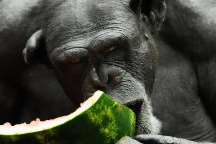 O uso de chimpanzés em pesquisas já está proibido na Europa (Cameron Spencer/Getty Images)