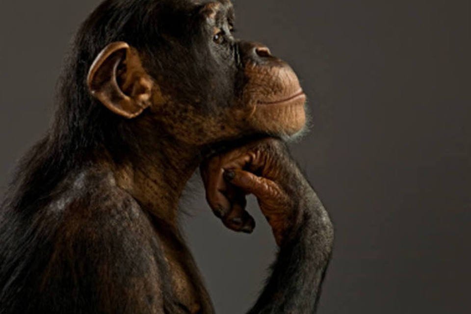Chimpanzés são vistos produzindo lanças e caçando com elas