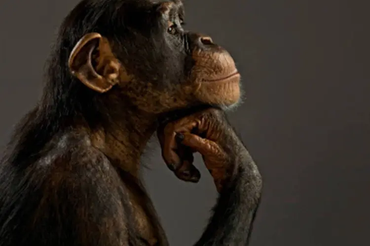 Macaco: o primeiro ser vivo a viajar ao espaço foi a cadela Laika (Getty Images)