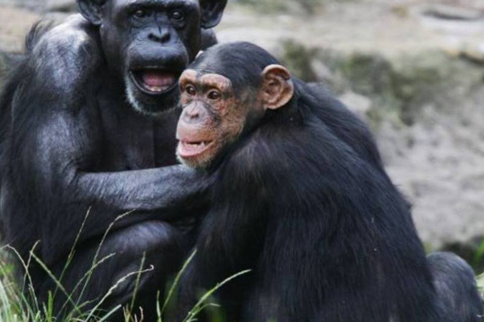 Chimpanzés sabem se companheiros estão cientes de perigo, diz pesquisa