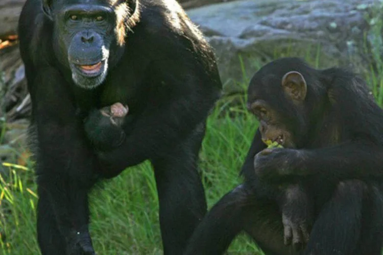 
	Chipanz&eacute;s: s&atilde;o os animais mais pr&oacute;ximos dos seres humanos, compartilhando 98% dos nossos genes
 (AFP/ Anoek de Groot)