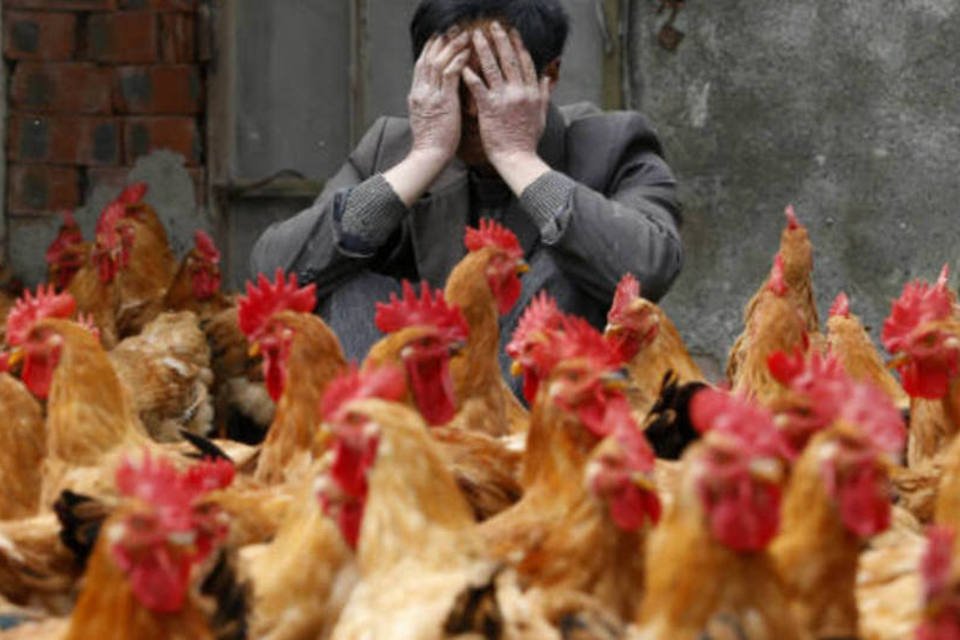 Mortos por gripe aviária na China já chegam a 36, diz OMS