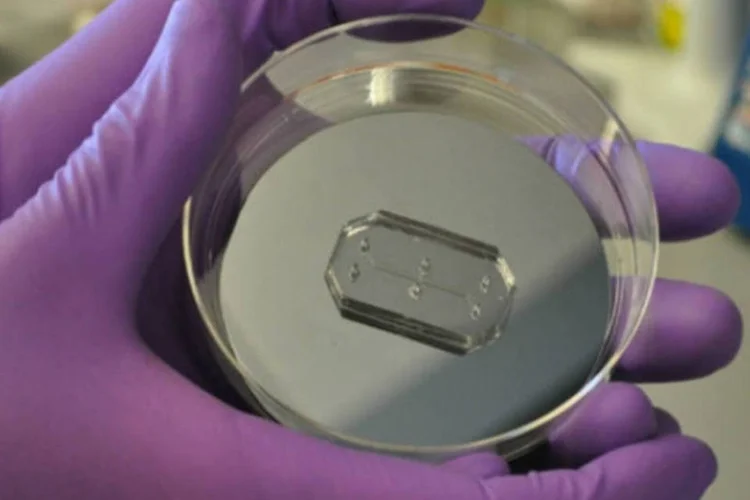 Organs-on-Chips: o objetivo da tecnologia é recriar todos os órgãos do corpo (Harvards Wyss Institute)