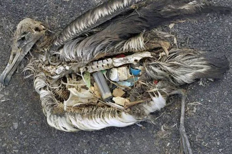 
	Albatroz morto por ingerir pl&aacute;stico: problema pode se agravar com &quot;ilhas&quot; de pl&aacute;sticos
 (Chris Jordan)
