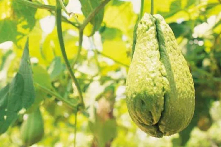 Plantação de chuchu: preço subiu quase 90%, de acordo com o IBGE (VEJA SP)