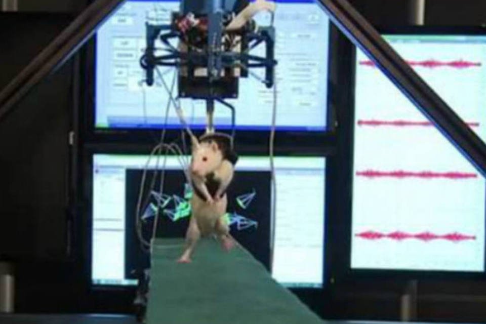 Cientistas fazem ratos paralisados voltarem a andar