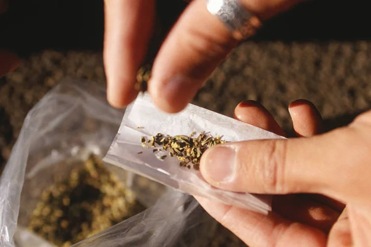 
	Maconha: atualmente, o cultivo da cannabis &eacute; proibido na It&aacute;lia at&eacute; mesmo para fins terap&ecirc;uticos
 (Thinkstock)