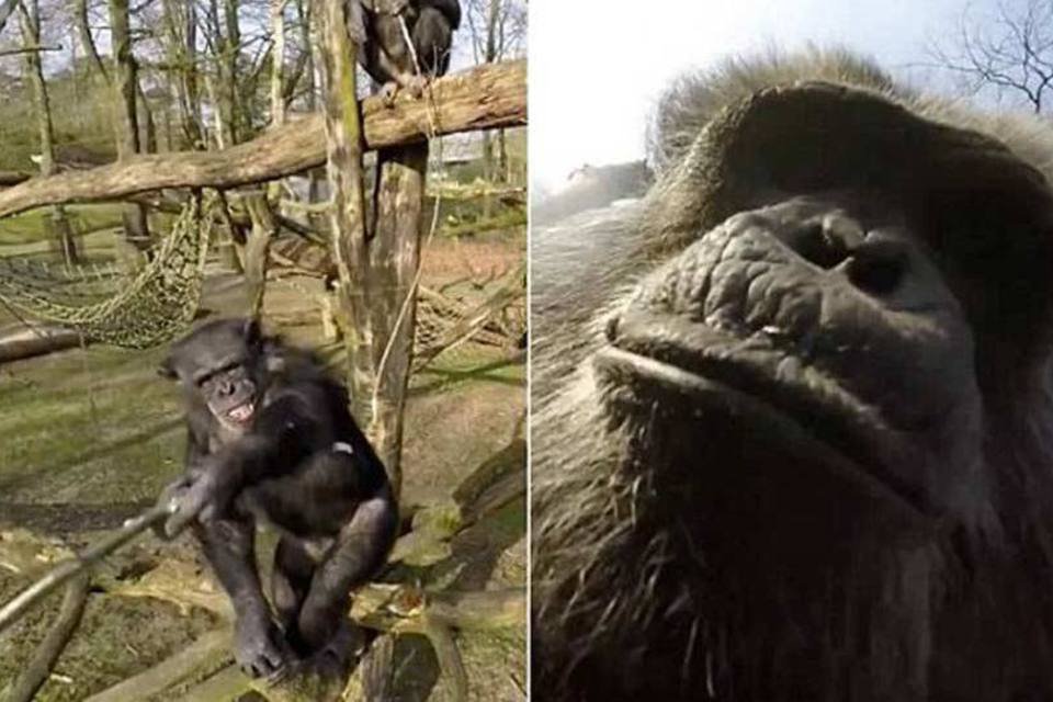 Chimpanzé usa galho para derrubar drone "vigia" em zoo; veja