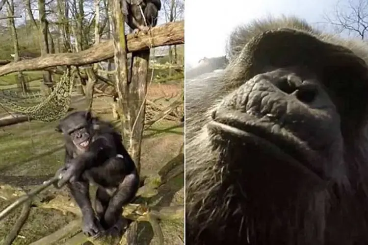 Chimpanzé do Burgers' Zoo (Reprodução/YouTube/Burgers Zoo)