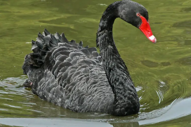 
	Cisne negro: Um morador local viu o cisne em apuros e acionou os bombeiros
 (DickDaniels/Wikimedia Commons)