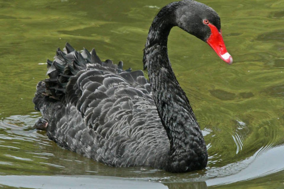 Incerteza política vira maior "cisne negro" da economia mundial
