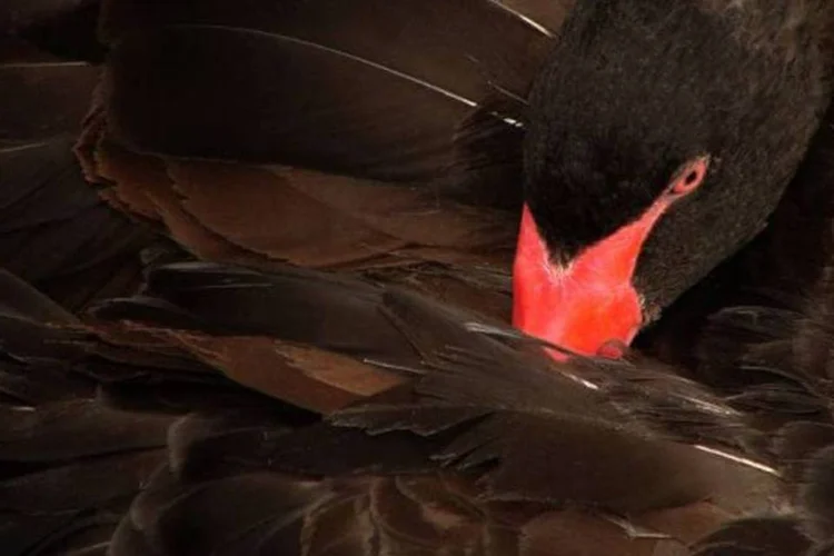 Cisne Negro (Nevit Dilmen/Wikimedia Commons)