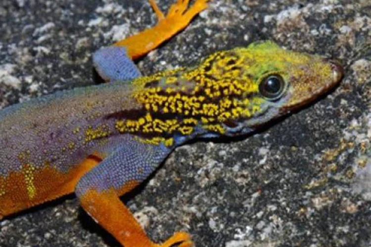 Entre os animais, está a salamandra psicodélica (Cnemaspis psychedelica) ( Lee Grismer/NGM Maps)