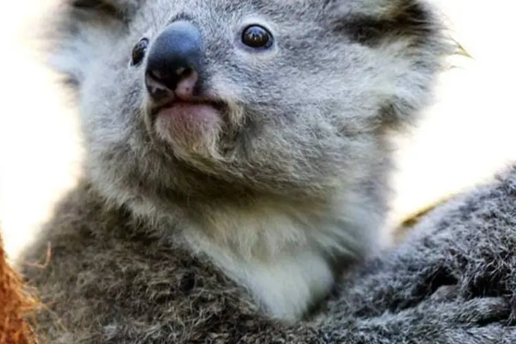 Uma bactéria produz lesões nos genitais e nos olhos dos coalas, causando infertilidade e cegueira e os consumindo lentamente até a morte (Ian Waldie/Getty Images)