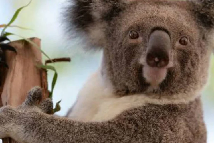 Coala: um exército de voluntários se aventura nas montanhas australianas, onde a paisagem desolada ainda fumega, para resgatar coalas, cangurus e wallabies (AFP)