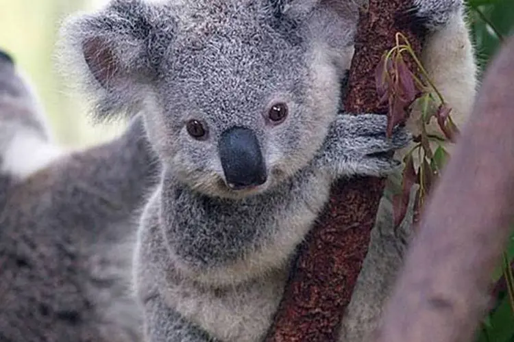 Os coalas, animais-símbolo da Austrália, estão sob ameaça de extinção. (Wikimedia Commons)