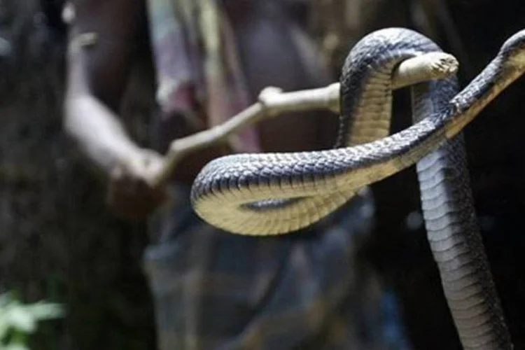 
	&quot;Pesquisando o universo das serpentes e das v&iacute;boras, percebi que a serpente &eacute; mais malvista do que deveria. Somente uma parte delas &eacute; venenosa e elas n&atilde;o costumam atacar os humanos. J&aacute; a v&iacute;bora &eacute; um r&eacute;ptil venenoso cuja mordida quase sempre &eacute; fatal.&nbsp;&quot;
 (Deshakalyan Chowdhury/AFP)
