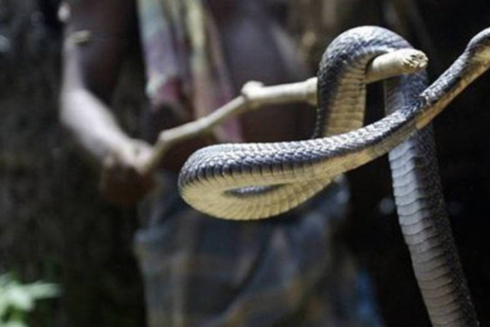 Criação de serpente traz várias possibilidades de negócios