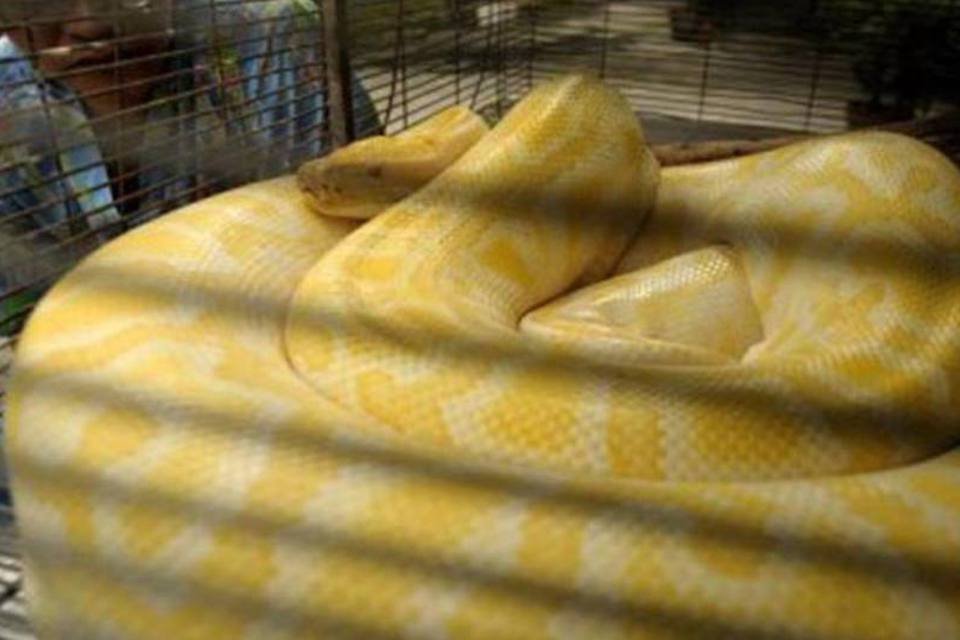 Pesquisadores capturam píton birmanesa de 5,6 metros nos EUA