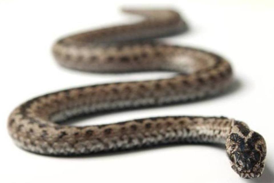 PETA quer que encantadores de serpentes usem répteis falsos