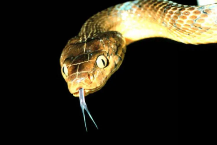 
	Boiga irregularis: a aus&ecirc;ncia de predadores naturais para essa esp&eacute;cie e a abund&acirc;ncia de comida propiciaram a expans&atilde;o dessas serpentes por quase toda a ilha
 (Wikimedia Commons)