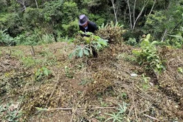 
	Cultivo de coca: cerca de 200 policiais e militares come&ccedil;aram a destrui&ccedil;&atilde;o das plantas, que servem de base para a produ&ccedil;&atilde;o de coca&iacute;na
 (Aizar Raldes/AFP)