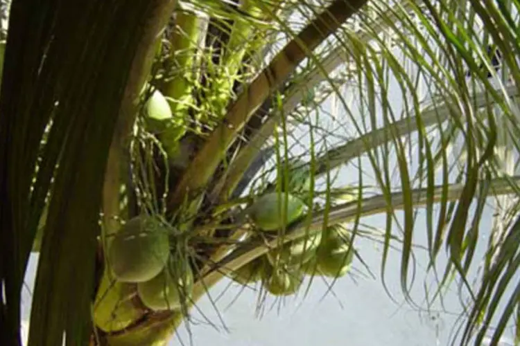Casca de coco reciclada é negócio (.)