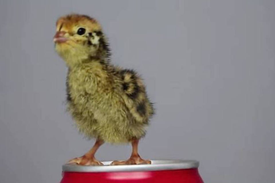 Holandês 'choca' ovos de supermercado e ganha um amigo