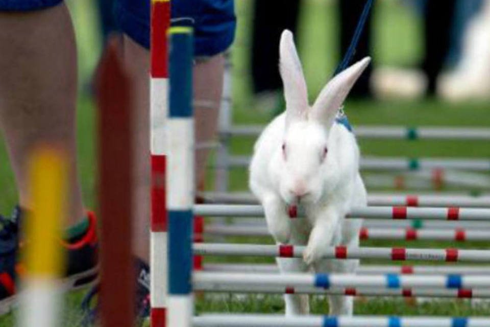 Milhares de coelhos condenados à morte em ilha da Escócia