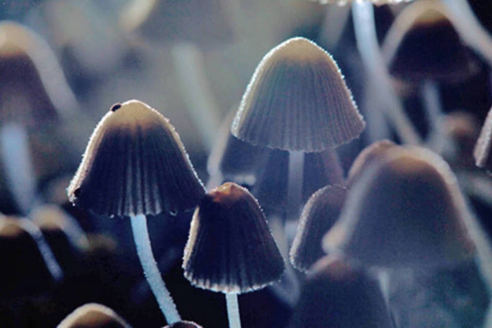 Estudo descobre sete espécies de fungos em Paranapiacaba