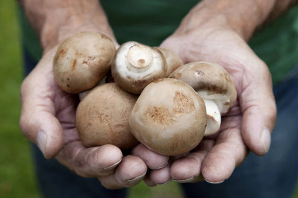 Gigante dos móveis foi seduzida pela embalagem de cogumelo