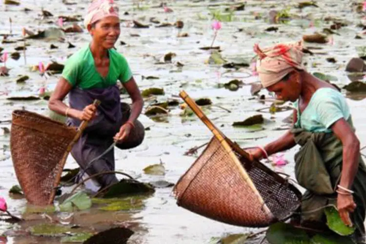 Coleta de caranguejos em Assam, na Índia: a subsistência da planície depende da água originária das  montanhas Hindu Kush-Himalaia (Nabin Baral/ICIMOD)