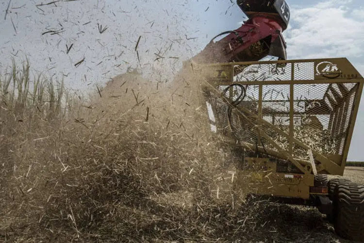 
	Trator realizando a colheita de cana de a&ccedil;&uacute;car
 (Paulo Fridman/Bloomberg)